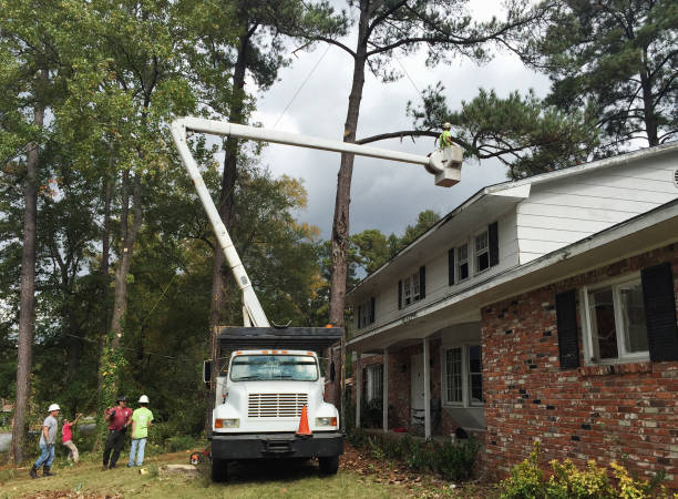 Best Leaf Removal  in Tokeneke, CT